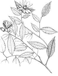 Image result for Rytigynia sp. C