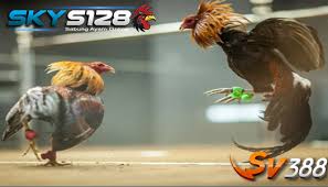 Download now gambar ayam filipina petarung yang lincah gambar foto ayam bangkok. Gambar Ayam Jago Filipina Gambar Wallpaper Foto