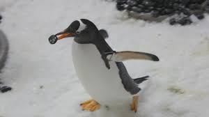 Penguins look like nuns when they walk. Gentoo Penguins Give Pebbles To Their Love Interests Youtube