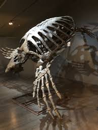 RÃ©sultat de recherche d'images pour "La dÃ©couverte d'un fossile de ptÃ©rosaure primitif en AmÃ©rique du Nord"