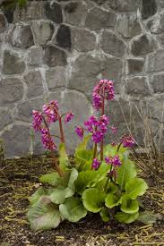 Image result for Bergia polyantha