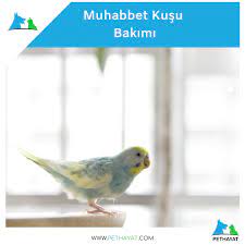 muhabbet kusu bakimi muhabbet kuslari evcil hayvanlar hayvan