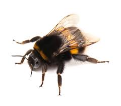 This analysis assesses these factors in relation to a business. Can My Bumble Bees Be Safely Removed Youngs Pest Control