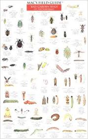 macs field guide bad garden bugs of the northeast good