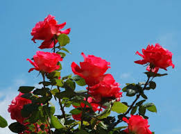 Maybe you would like to learn more about one of these? ØµÙˆØ± ÙˆØ±Ø¯ Ø¬ÙˆØ±ÙŠ Ø§Ø­Ù…Ø± Ø·Ø¨ÙŠØ¹ÙŠ Ø§Ø¬Ù…Ù„ ØµÙˆØ± Ù„Ù„ÙˆØ±Ø¯ Ø§Ù„Ø¬ÙˆØ±ÙŠ Ø§Ù„Ø§Ø­Ù…Ø± ÙƒÙ„Ø§Ù… Ø­Ø¨