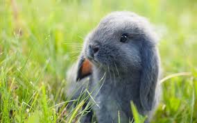 European rabbits are australia's most widespread and destructive environmental and agricultural vertebrate pest. How To Get Rid Of Baby Rabbits On Your Property Andy Law Pest Control