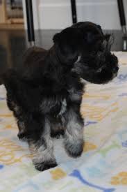 Black And Silver Miniature Schnauzer Beautiful Kiki One Of Our Previous Black And Silver Miniature Schnauzer Pups Miniature Schnauzer Schnauzer Miniatures