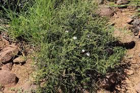 Image result for Eriocephalus luederitzianus