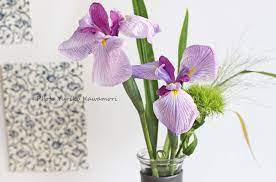 Chrysanthemum festival (alternate japanese name for the double ninth festival, september 9th). ç«¯åˆã®ç¯€å¥ èŠ±ã‚·ãƒ§ã‚¦ãƒ–ã¯ãƒ€ã‚¤ã‚½ãƒ¼ã®ã‚«ãƒ©ãƒ•ã‚§ã« ãƒ—ãƒãƒ—ãƒ©èŠ±ã‚³ãƒ¼ãƒ‡