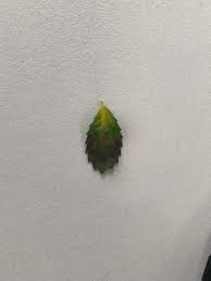 Bonsai leaves turning yellow is always a major blow to several bonsai enthusiasts. Old Leaves Of Chinese Elm Bonsai Have Gone Brown At The Edge And Yellow At The Center And Then Falling Off Gardening Landscaping Stack Exchange