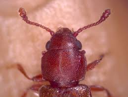 The foreign grain beetle (ahasverus advena) is a species of beetle in the family silvanidae. Foreign Grain Beetle