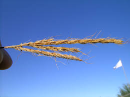 Image result for Eulalia aurea