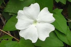 Image result for Thunbergia annua