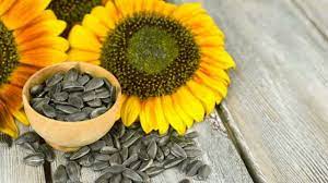 Siapa yang tidak pernah makan kuaci atau tau bunga matahari ?mungkin agak aneh ketika kita tidak tau keduanya, kuaci yang merupakan cemilan dari waktu. Kenali Manfaat Dan Bahaya Kuaci Bagi Ibu Hamil Kumparan Com