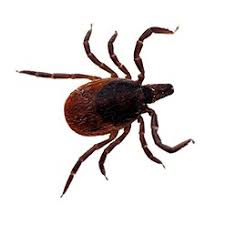 How to get rid of ticks near your yard, house, and body any time of year. How To Get Rid Of Ticks Updated For 2021