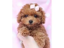 We have healthy available teacup maltese, pomeranian, yorkie, poodle, shih tzu, chihuahua and pekingese, maltipoo, cavalier king charles spaniel available for adoption with discount and shipping available. 9uefeiv2suup4m
