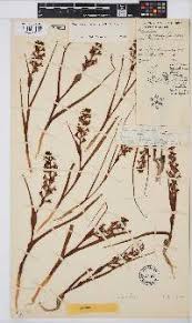 Image result for Wurmbea tenuis