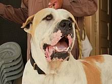 The bully kutta or pakistani bully also knows as the beast from the east. Bully Kutta Wikipedia