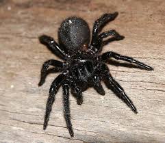 This incredible simple bug spray for your garden can be made very quickly with things you already. Spider Control Spraying Jim S Pest Control Australia Call 131 546