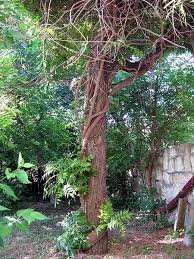It has a very ornamental weeping habit and a silvery, white powdery substance covers the branches which adds to its appeal. Commonly Grown Garden Plants To Hate