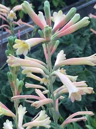 Image result for Polianthes