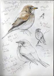 Artistic Bird On Tree Drawing Bird Paintings Fine Art America Bird Birds Nature Animal Wildlife Animals Tree In 2020 Bird Drawings Bird Artwork Bird Artists