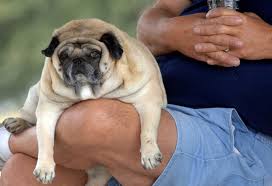Big dog bopper the whopper is 'too fat for a kennel'. The Costs Of Having A Fat Dog Or Cat The New York Times