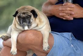The best low fat dog foods august 2021. The Costs Of Having A Fat Dog Or Cat The New York Times