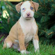 You can find these puppies in shelters and at rescues. American Bulldog Mix Puppies For Sale Greenfield Puppies