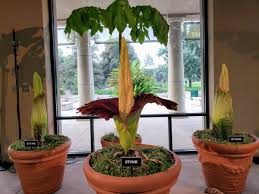 But this odor isn't coming from roadkill. The Smell Of Death Hangs Over The Huntington Library In San Marino Pasadena Star News