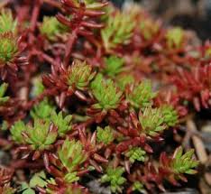 Image result for Sedum ruwenzoriense