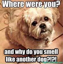 Godaddy Domain Name Search Tool Shih Tzu Shih Tzu Dog Funny Dog Memes