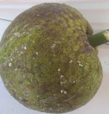 Download now nama nama buah dalam bahasa arab. Asal Usul Nama Buah