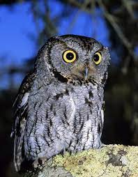 Western Screech Owl Facts Habitat Diet Life Cycle Baby Pictures