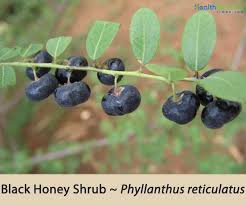 Image result for Phyllanthus polyspermus
