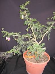 Image result for Dichrostachys