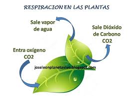 Imagen relacionada