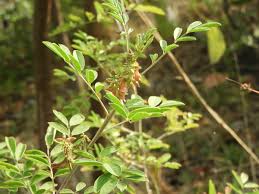 Image result for Indigofera