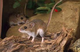 Members of this genus may be called orthohantaviruses or simply hantaviruses. Taos County Man Hospitalized With Hantavirus Pulmonary Syndrome News Taosnews Com