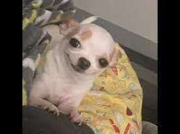 Smiling Dog Meme Chihuahua Memes De Perros Chistosos Memes Divertidos Fotografias Divertidas De Animales