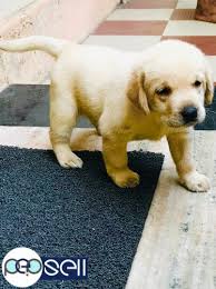 They come with health guarantees and health records. Labrador Puppy For Sale At Edappally Edappally Free Classifieds