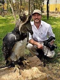 This Is A Harpy Eagle The Largest Eagle In The World Harpy Eagle Animals Beautiful Cute Birds