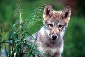 Znalezione obrazy dla zapytania szczeniak wilka