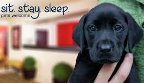 We prefer to take pet friendly bookings over the phone to ensure we have your requirements just right. Where Can I Find A Pet Friendly Hotel Near Me