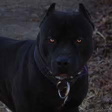 53,318,804 likes · 70,203 talking about this. Pitbulltraining Schwarze Hunde Hunde Schone Hunde
