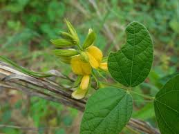 Image result for Rhynchosia kilimandscharica