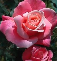 Are you looking for pictures, photography, clip art or poster art prints of beautiful flowers? Nice Flower Image In My Town Hive