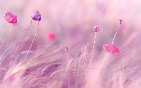 Find the best pink flower background on wallpapertag. Pink Flowers Wallpaper Flower Wallpaper Pink Wallpaper Backgrounds