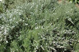 Image result for Eriocephalus racemosus