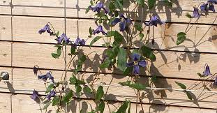 Clematis integrifolia x durandii 'rooguchi'. Shrub Clematis Rooguchi Clematis Integrifolia